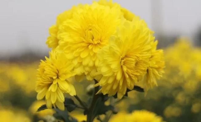 千畝云臺冰菊盛開，誠邀您蒞臨免費(fèi)參觀！